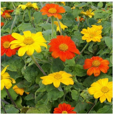 madrid Tithonia Mix Flower Seed(20 per packet)