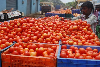 XOLDA Hybrid Tomato Seed(65 per packet)