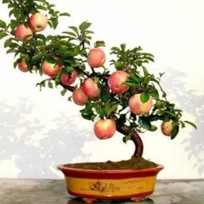 MAA Apple Seed(46 per packet)