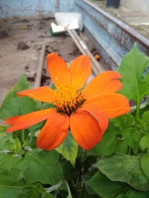 madrid Orange Tithonia Mexican Sunflower Seed(10 per packet)