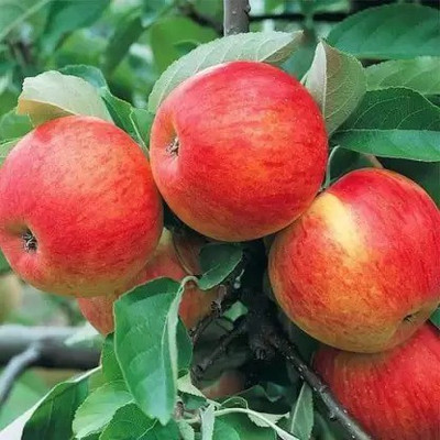 Aro Apple Seed(82 per packet)
