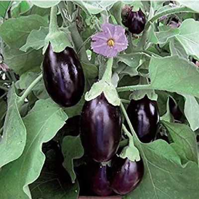 MG ALL IN ONE Cho cho brinjal Seed(100 per packet)