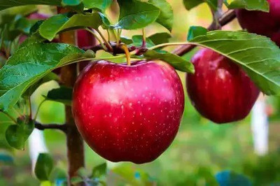 MAA Apple Seed(67 per packet)