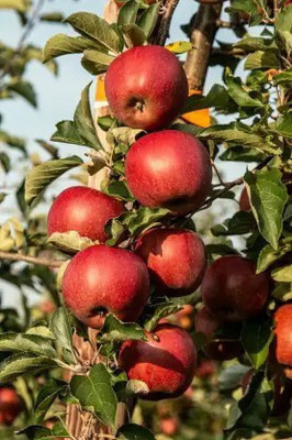 Chalisa Apple Seed(46 per packet)