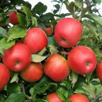 MAA Apple Seed(37 per packet)