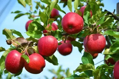 MAA Apple Seed(13 per packet)