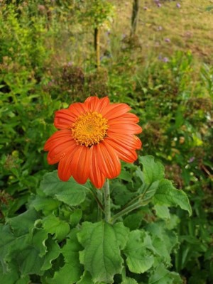 madrid Tithonia Flower Seed(10 per packet)