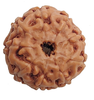 RamG 9 Mukhi Rudraksha 18-20 MM Heavy-1 Very Fine Wood Pendant