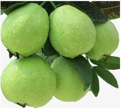 PlantQuipo Guava Plant(Hybrid, Pack of 1)