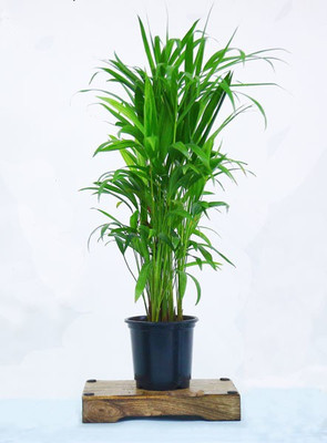 GreenyOn Areca Palm(Hybrid, Pack of 1)
