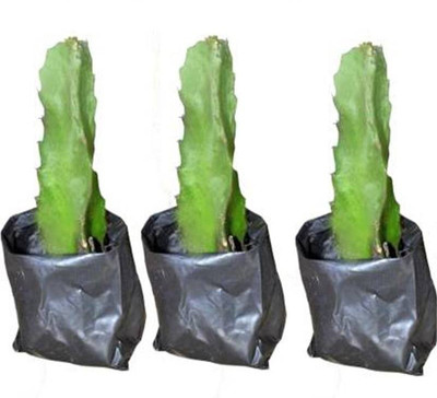 Krishi Mitra Farm Dragon Tree(Hybrid, Pack of 1)