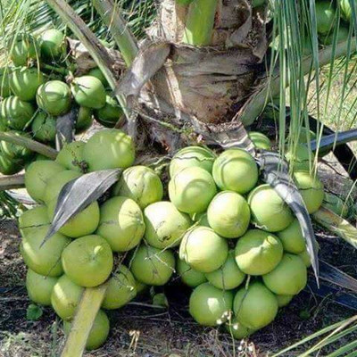 LaughEarth Coconut Plant(Hybrid, Pack of 1)
