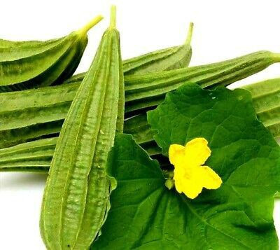 MondalNursery Ridge Gourd Seed(15 per packet)