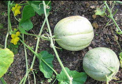 gorgeous moment MuskMelon Seed(30 per packet)