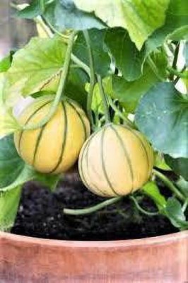 gorgeous moment MuskMelon Seed(30 per packet)