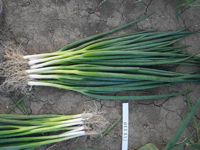 Mozette Hybrid Bunching onion Seed(50 per packet)