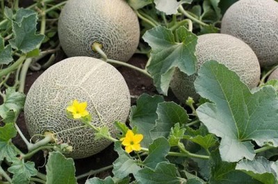 gorgeous moment MuskMelon Seed(30 per packet)