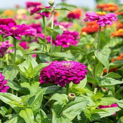 Gromax India Beautiful Zinnia Purple Flower Seeds For Your Terrace Gardening Pack Of 40 Seed(40 per packet)