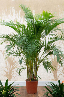 FSK Areca Palm(Hybrid, Pack of 1)