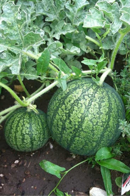 XOLDA Hybrid Watermelon Seed(60 per packet)