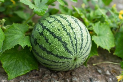 Mozette Hybrid Watermelon Seed(65 per packet)