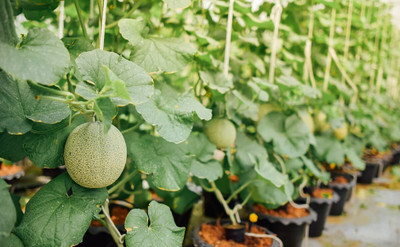 Mozette Hybrid Muskmelon Seed(60 per packet)