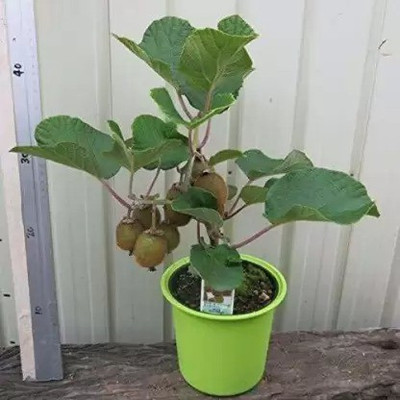 Chalisa Kiwi Seed(110 per packet)