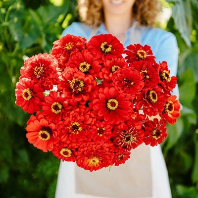 Gromax India Good Size Zinnia Red Flower Seeds For Summer Season Pack Of 40 Seed(40 per packet)