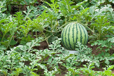XOLDA Hybrid Watermelon Seed(55 per packet)