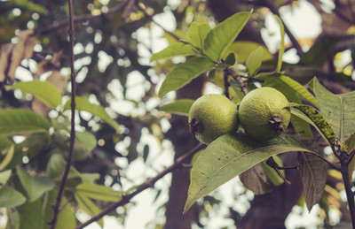 XOLDA Hybrid Guava Seed(50 per packet)