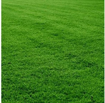 PlantNursery BERMUDA GRASS Seed(1000 per packet)