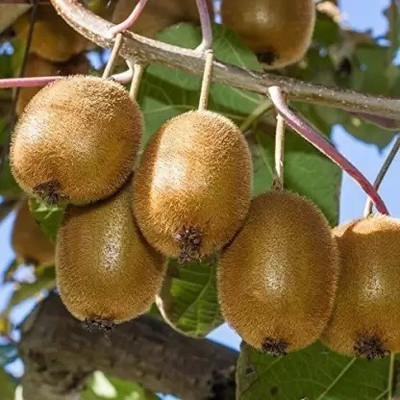 Aro Kiwi Seed(170 per packet)