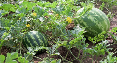 Mozette Hybrid Watermelon Seed(60 per packet)