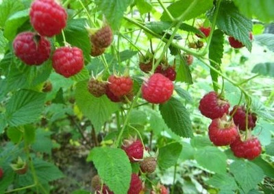 XOLDA Hybrid Raspberry Seed(55 per packet)