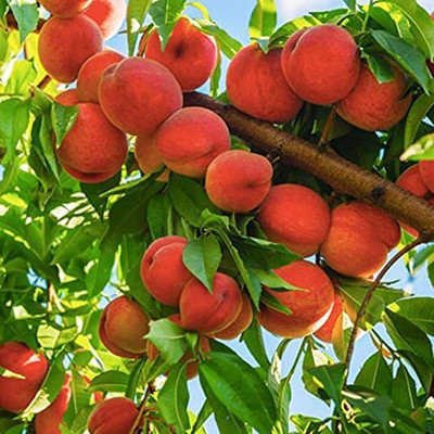 KANAYA Peach Aadu Fruit Seed(1 per packet)