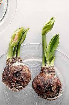 Globalplants AMAIRYLLIS RED DUBBLE Seed(3 per packet)