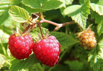 XOLDA Hybrid Raspberry Seed(50 per packet)