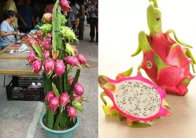Aro Dragon Fruit, Pitaya Seed(30 per packet)