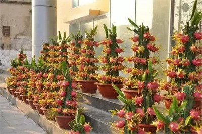Aro Dragon Fruit, Pitaya Seed(20 per packet)