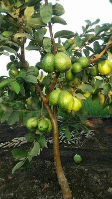 Mozette Hybrid Guava Seed(60 per packet)