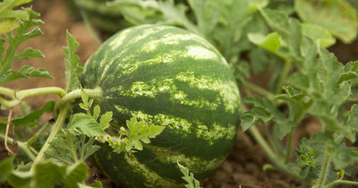 Mozette Hybrid Watermelon Seed(65 per packet)