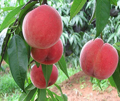 ACCELCROP Peach Fruit Seeds For Home Gardening Seed(5 per packet)