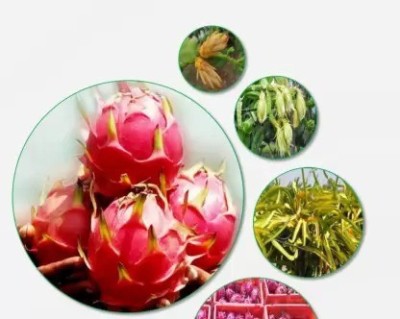 MAA Dragon Fruit, Pitaya Seed(300 per packet)