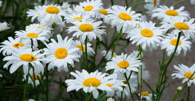 Mozette Hybrid Daisy white Seed(50 per packet)