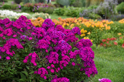 Mozette Hybrid Phlox Seed(70 per packet)