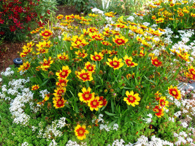Mozette Hybrid Coreopsis Seed(70 per packet)