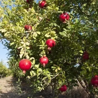 MAA Pomegranate, Anaar Seed(35 per packet)