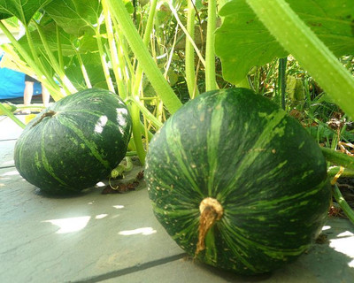 GreenHorizon Cucurbita moschata Seed(25 per packet)