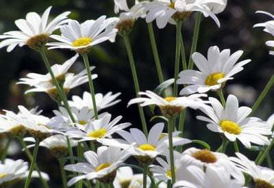 XOLDA Hybrid Daisy white Seed(55 per packet)