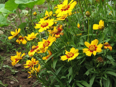 Mozette Hybrid Coreopsis Seed(50 per packet)